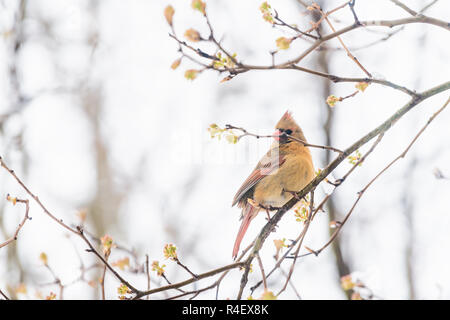 Seite Nahaufnahme von Fluffed Federn, aufgeblasen bis orange, rot weiblich Cardinal Bird, Suchen, auf Sakura thront, cherry tree branch, in fallenden Schnee bedeckt, Stockfoto