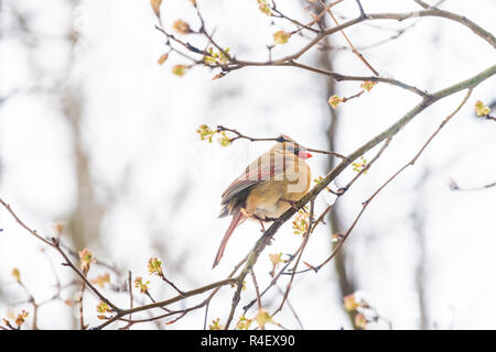 Low Angle View Nahaufnahme von Fluffed, aufgeblasen bis orange, rot weiblich Cardinal Bird, Suchen, auf Sakura thront, cherry tree branch, in fallenden Schnee bedeckt Stockfoto