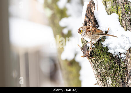 Nahaufnahme eines fluffed, puffed up Spatz Vogel auf cherry tree branch thront, Amtsleitung in fallenden Schnee mit Knospen fallen während starker Schneefall, Schneesturm, Stockfoto