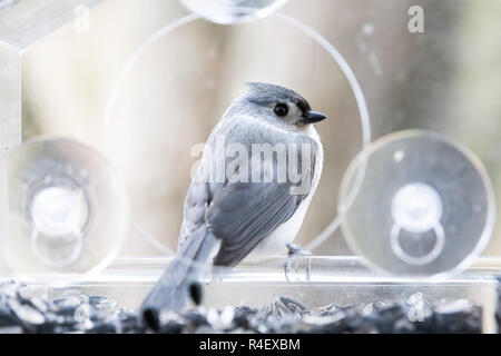 Zurück Nahaufnahme eines getuftete Meise auf Kunststoff Fenster Futterhaus, Barsch gehockt, Sauger, Sonnenblumenkerne, Erdnüsse, Nüsse, Auge während Stockfoto