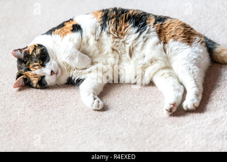 Nahaufnahme eines Calico kurze Haare Katze, weißer Bauch, Bauch oben, schlafen auf dem Teppich, auf der Seite liegend im Schlafzimmer Wohnzimmer Innen- Haus, Pfoten, Stockfoto