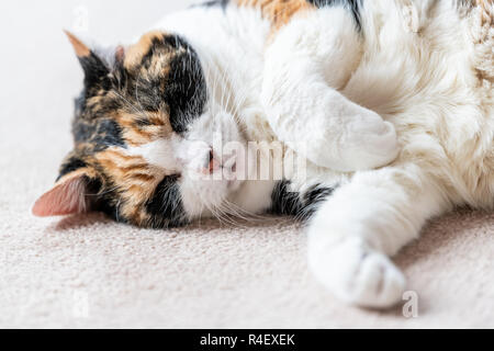 Closeup Portrait von einem verschlafenen, schlafend glückskatze Gesicht, Kopf, Seite liegend auf dem Teppich Etage in Haus Home Zimmer, geschlossenen Augen, Pfoten, träumen Stockfoto