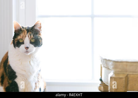 Closeup Portrait von Calico Cat, Kopf, Gesicht sitzen vor dem Fenster, Suchen, Beobachten mit hellen Sonnenlicht, Licht, Beleuchtung, Back Light, b Stockfoto