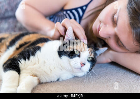 Nahaufnahme des Calico Katze liegend auf dem Teppich zusammen mit Frau, Frau, Person, die Eigentümer petting, Hand, Finger berühren Kopf in Heim, Haus, Wohnung r Stockfoto