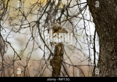 Ein rotes Eichhörnchen sitzend auf einem Baumstumpf Stockfoto