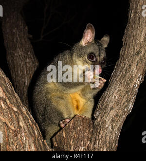 Bürste Schwanz Possum in einem Baum Stockfoto