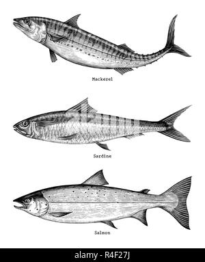 Makrele, Sardinen, Lachs fischen Handzeichnung vintage Gravur Abbildung Stock Vektor