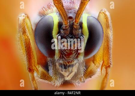 Extrem scharfe und detaillierte Studie über eine kleine Wespe mit einem Mikroskop Ziel von vielen Bilder gestapelt in einem sehr scharfen Foto genommen. Stockfoto