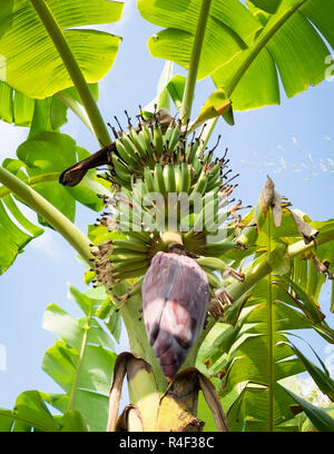 Bananen wachsen auf einem Baum in der Nähe von Can Tho, Vietnam Stockfoto