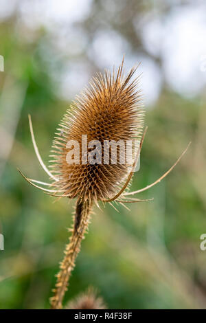 Karde ist Dipsacus fullonum, Samen Kopf im Winter Stockfoto