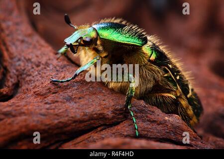 Extrem scharfe und detaillierte Foto von Skarabäus Insektennadeln (Cetonia aurata) Käfer. Das Bild wird von vielen Schüsse, die in einem scharfen Bild gestapelt. Stockfoto