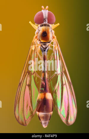 Extrem scharfe und detaillierte Studie über eine Fliege mit einem Makro Objektiv aufgenommen. Das Bild wird von vielen Schüsse in die ein scharfes Bild gestapelt. Stockfoto