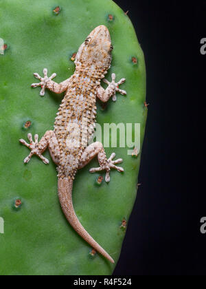 Mediterranes Haus Gecko in seiner natürlichen Umgebung Stockfoto