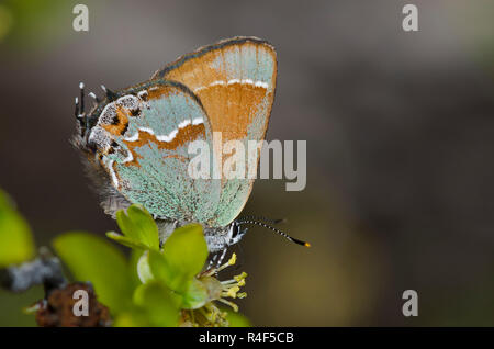 Wacholder Hairstreak, Callophrys gryneus, nectaring aus New Mexico Olive, Forestiera pubescens