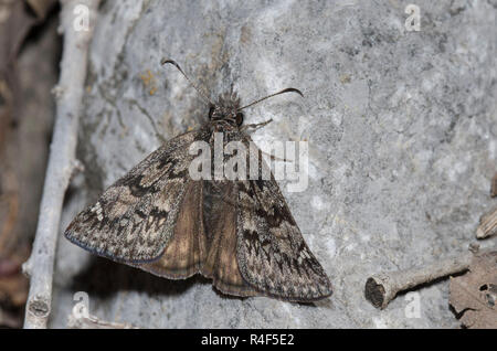 Rocky Mountain Duskywing, Gesta telemachus, weiblich Stockfoto