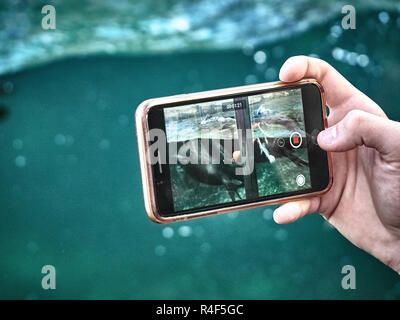 Aufnahme der Dichtungen schwimmen in der Schwimmhalle im Zoo von einem Smartphone gesehen Stockfoto