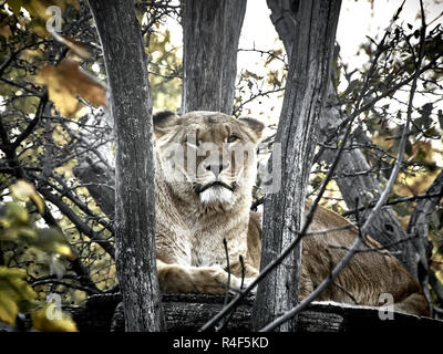 Aufnahme eines Löwen im Zoo sitzt Stockfoto