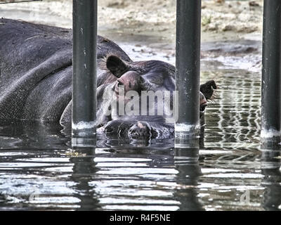 Nahaufnahme von einem nilpferd Unterwasser Stockfoto