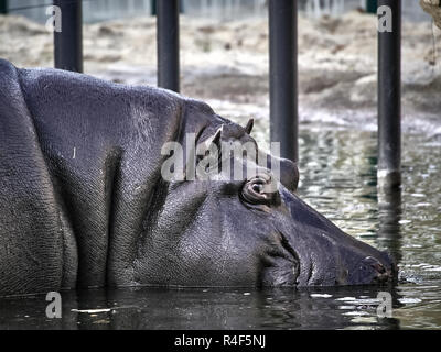 Nahaufnahme von einem nilpferd Unterwasser Stockfoto