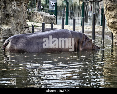 Aufnahme eines Nilpferdes Unterwasser Stockfoto