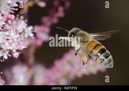 Honigbiene, Apis mellifera, im Flug und nectaring aus Saltcedar, Tamarix ramosissima Stockfoto