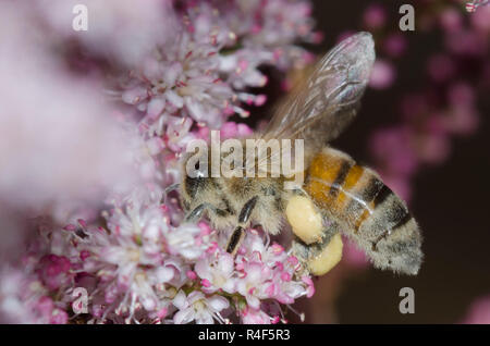 Honigbiene, Apis mellifera, nectaring aus Saltcedar, Tamarix ramosissima Stockfoto