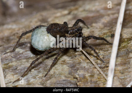 Thinlegged Wolf Spider, Pardosa sp., Weibchen mit Ei Fall Stockfoto