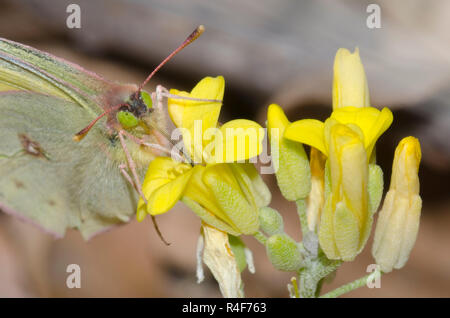 Getrübt Schwefel, Colias philodice, nectaring aus bladderpod, Physaria sp. Stockfoto