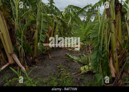 Taifun Morakot Schäden Bananenplantage in Ji'an county, Hualien, wie es Hits der Ostküste von Taiwan am Aug 8, 2009 Stockfoto