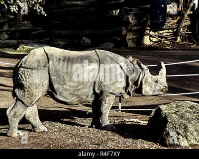 Schuß eines rhinochreos im Zoo an einem sonnigen Tag Stockfoto