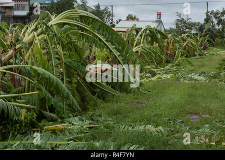 Taifun Morakot Schäden Bananenplantage in Ji'an county, Hualien, wie es Hits der Ostküste von Taiwan am Aug 8, 2009 Stockfoto