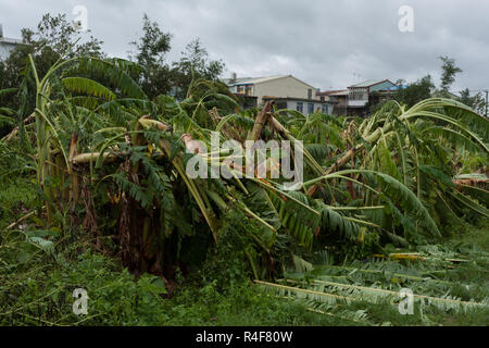 Taifun Morakot Schäden Bananenplantage in Ji'an county, Hualien, wie es Hits der Ostküste von Taiwan am Aug 8, 2009 Stockfoto