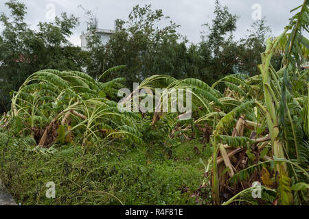 Taifun Morakot Schäden Bananenplantage in Ji'an county, Hualien, wie es Hits der Ostküste von Taiwan am Aug 8, 2009 Stockfoto