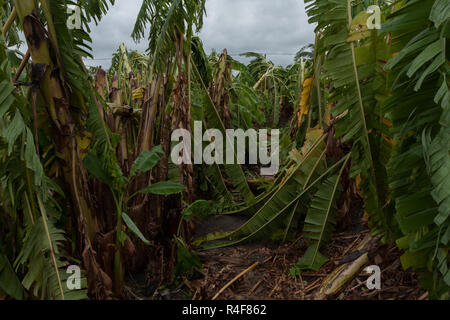 Taifun Morakot Schäden Bananenplantage in Ji'an county, Hualien, wie es Hits der Ostküste von Taiwan am Aug 8, 2009 Stockfoto