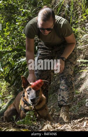 Us Marine Cpl. Jenna Cauble, Hundeführer, mit Propst Marschälle Office, K 9 Abschnitt, Bravo Firma, Sitz und Unterstützung Bataillon, Marine Corps Base Camp Smedley Butler, D. belohnt ihre militärischen Gebrauchshund (MWD) Bbutler mit seinem Kong Spielzeug Nach dem erfolgreichen Erkennung von schädlichen Materialien während der Ausbildung an Bord Kadena Air Base, Okinawa, Japan, Okt. 25, 2016. MWD's sind ausgebildete zu unterwerfen Verdächtigen einzuschüchtern, bevor sie tödliche Gewalt zu verwenden oder, Sie sind auch zur Detektion von Sprengstoffen, Drogen und anderen schädlichen Materialien. Stockfoto