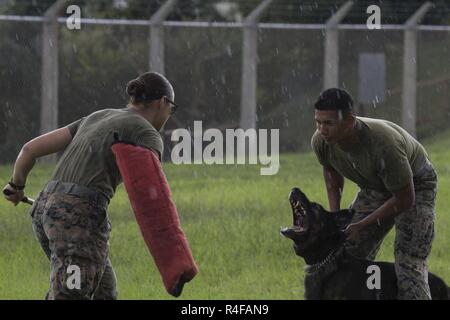 Us Marine Cpl. Jenna Cauble, Hundeführer, mit Propst Marschälle Office, K 9 Abschnitt, Bravo Firma, Sitz und Unterstützung Bataillon, Marine Corps Base Camp Smedley Butler, D. aggresses in Richtung US Marine Lance Cpl. Christopher Ramos, Hundeführer, mit Propst Marschälle Office, K 9 Abschnitt, Bravo Sitz der Gesellschaft und die Unterstützung Bataillon, Marine Corps Base Camp Smedley D. Butler, militärische Gebrauchshund (MWD) Riso während der Ausbildung an Bord Kadena Air Base, Okinawa, Japan, Okt. 25, 2016. MWD's sind ausgebildete zu unterwerfen Verdächtigen einzuschüchtern, bevor sie tödliche Gewalt zu verwenden oder; sie sind auch für d Stockfoto