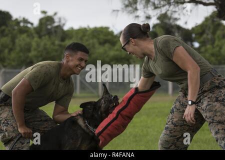 U.S. Marine Lance Cpl. Christopher Ramos, Hundeführer mit Propst Marshalls Office, K9 Abschnitt, Bravo Company, Sitz und Support Battalion, Marine Corps Base Camp Smedley D. Butler, behält die Kontrolle über seine militärischen Gebrauchshund (MWD) Riso, da er Anpirschen Aggressor U.S. Marine CPL Jenna Cauble, Hundeführer mit Propst Marshalls Office, K9 Abschnitt, Bravo Company, Sitz und Support Battalion, Marine Corps Base Camp Smedley D. Butler greift , zwar Ausbildung an Bord Kadena Air Base, Okinawa, Japan, 25. Oktober 2016. MWD sind darauf trainiert, zu unterwerfen oder verdächtigen einzuschüchtern, bevor man Sie Stockfoto