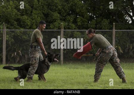 Us Marine Cpl. Jenna Cauble, Hundeführer, mit Propst Marschälle Office, K 9 Abschnitt, Bravo Firma, Sitz und Unterstützung Bataillon, Marine Corps Base Camp Smedley Butler, D. aggresses in Richtung US Marine Lance Cpl. Christopher Ramos, Hundeführer, mit Propst Marschälle Office, K 9 Abschnitt, Bravo Sitz der Gesellschaft und die Unterstützung Bataillon, Marine Corps Base Camp Smedley D. Butler, militärische Gebrauchshund (MWD) Riso während der Ausbildung an Bord Kadena Air Base, Okinawa, Japan, Okt. 25, 2016. MWD's sind ausgebildete zu unterwerfen Verdächtigen einzuschüchtern, bevor sie tödliche Gewalt zu verwenden oder; sie sind auch für d Stockfoto