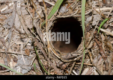 Burrow Eingang des Grabens der wolf spider, Familie Lycosidae Stockfoto