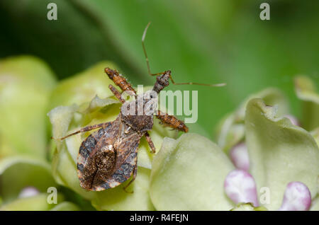 Stachelige Assassin Bug, Sinea spinipes, auf Green Seidenpflanze, Asclepias viridis Stockfoto