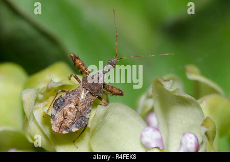 Stachelige Assassin Bug, Sinea spinipes, auf Green Seidenpflanze, Asclepias viridis Stockfoto