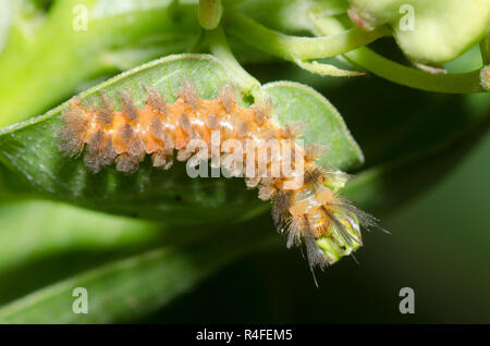 Unerwartete Cycnia, Cycnia collaris, Larve auf grünem Milchkraut, Asclepias viridis Stockfoto