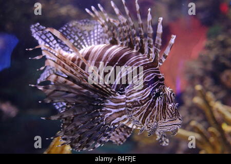 Pterois ist eine Gattung der giftigen Meeresfische, allgemein bekannt als Feuerfische, beheimatet im Indopazifik. Aquarium in Toronto, Ontario, Kanada. Stockfoto