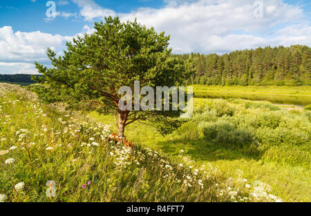 Ein einzelner Baum steht, mit blauem Himmel und Gras Stockfoto