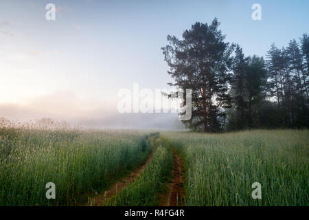 Landschaft panorama Morgen mit Nebel Feld Weizen Baum Stockfoto