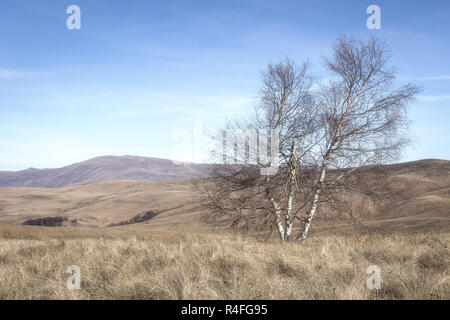 Einsame Birke auf dem Gipfel des Berges von Wacholderbüschen und trockenen Herbst Gras umgeben Stockfoto