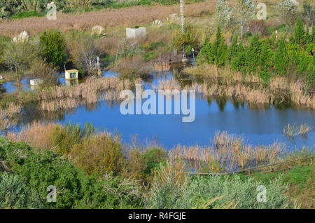 Marjal dels Borrons (Xeresa, Marjal de La Safor), ein kleiner Rest einer einst viel größeren Küsten mediterranen Feuchtgebiet in Valencia im Osten Spaniens Stockfoto