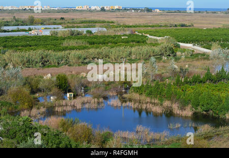 Marjal dels Borrons (Xeresa, Marjal de La Safor), ein kleiner Rest einer einst viel größeren Küsten mediterranen Feuchtgebiet in Valencia im Osten Spaniens Stockfoto