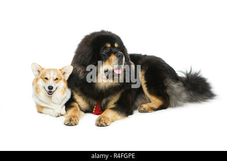 Corgi und Mastiff Hunde Stockfoto