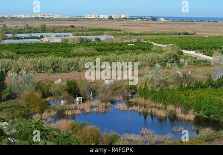 Marjal dels Borrons (Xeresa, Marjal de La Safor), ein kleiner Rest einer einst viel größeren Küsten mediterranen Feuchtgebiet in Valencia im Osten Spaniens Stockfoto